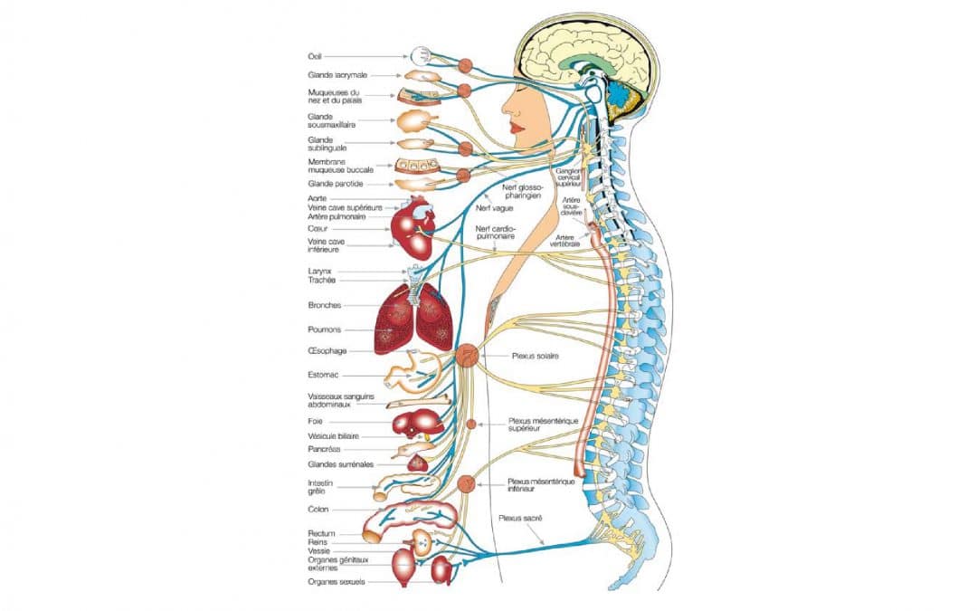 La chiropratique et le système nerveux central