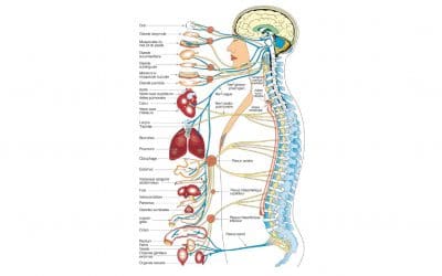 La chiropratique et le système nerveux central